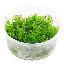 Dennerle Plants Didiplis diandra, In-Vitro