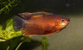 Gourami-Thicklip