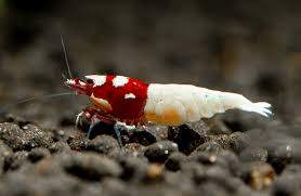 Shrimp-Red Spotted Head Pinto