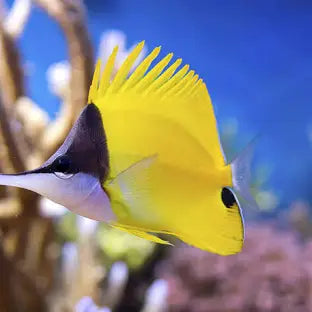 Longnose Butterfly