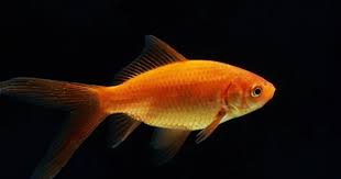 Goldfish-Comet(100-120mm)