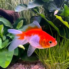 Fantail-Red & White