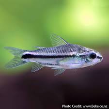 Corydoras-Pygmy (30-35mm)