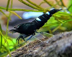 Shrimp-Black King King