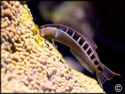 Linear Blenny