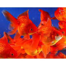 Goldfish-Ryukin