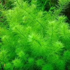 Myriophyllum Guyana (Submersed Grown)