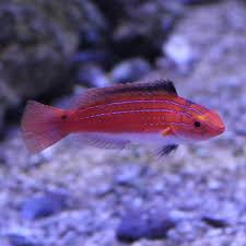 Naoko Fairy wrasse female