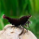 Shrimp-Black Choco