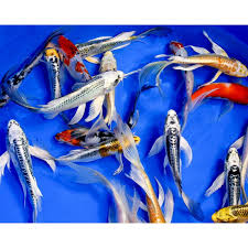 Koi-Butterfly Mixed Grade(90-120mm)