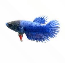 Betta-female Crowntail