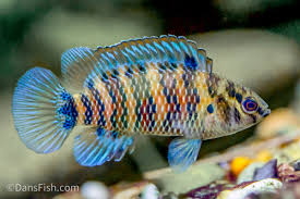 Blue Badis