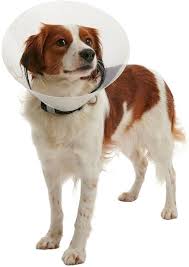 Buster Click Collar