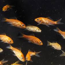 Koi Fish (30mm)