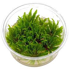 Dennerle Plants Pogostemon helferi, In-Vitro
