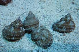 Turbo Snail