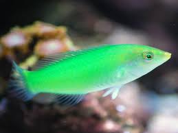 Green Wrasse