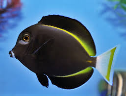 Powder Black Tang