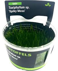 Stoffels Taxiphyllum sp. ‘Spiky Moss’ in-vitro