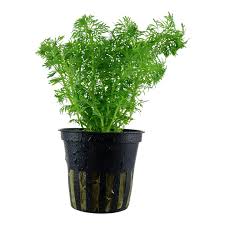 Kaiser Aquatics Limnophila Sessiflora