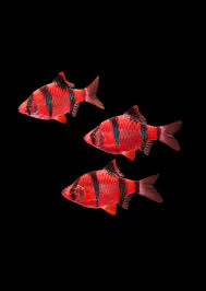 GMO Tiger barb