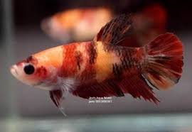 Betta Female-Candy Nemo