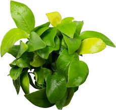 Stoffel Anubias Nana Gold