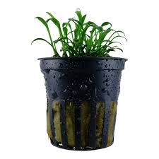 Epic Aquatics Cryptocoryne Parva