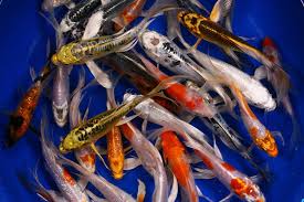 Butterfly Koi Mix 8-11cm