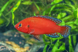 Cichlid-Turkana Jewel