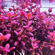 Dennerle Bacopa salzmannii 'Purple