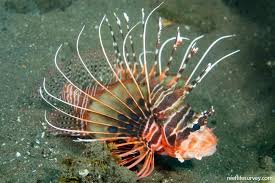 Spotfin Lionfish