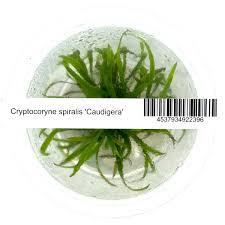 ADA - Cryptocoryne Spiralis var. Caudigera