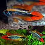 Apistogramma Agassizii double red