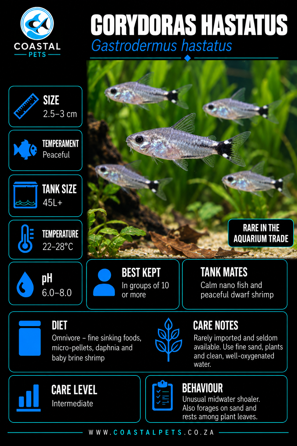 Corydoras-Hastatus