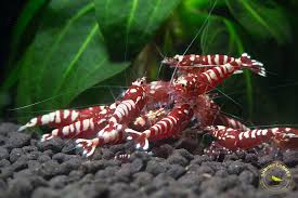 Shrimp-Pinto