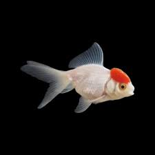 Oranda-Redcap(30-40mm)