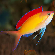 Disbar Anthias