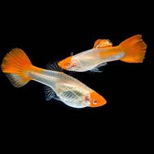 Guppy-Golden Koi