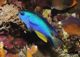 Alleni Damselfish