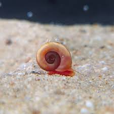 Pink Ramshorn Snail