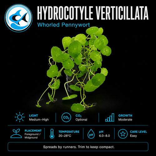 Hydrocotyle Verticillata-Local