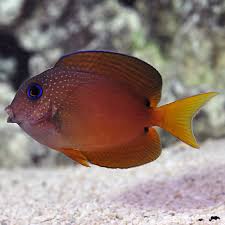 Blue Eye Kole Tang