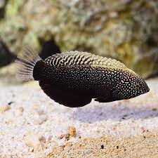 Black Leopard Wrasse