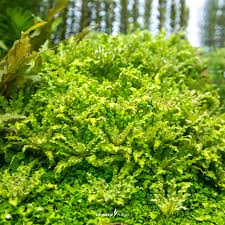 Dennerle Plants Pogostemon helferi, In-Vitro