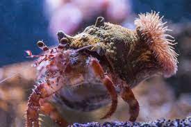 Anenome Hermit Crab