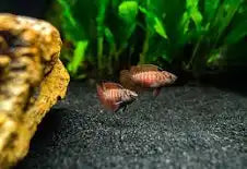 Badis-Black Tiger
