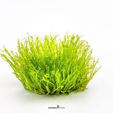 Dennerle Plants Taxiphyllum spec. ‘Giant’, In-Vitro