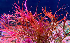 Kaiser Aquatics Ludwigia Arcuata
