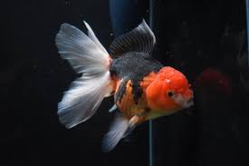 Goldfish - Oranda ( 8-11cm)